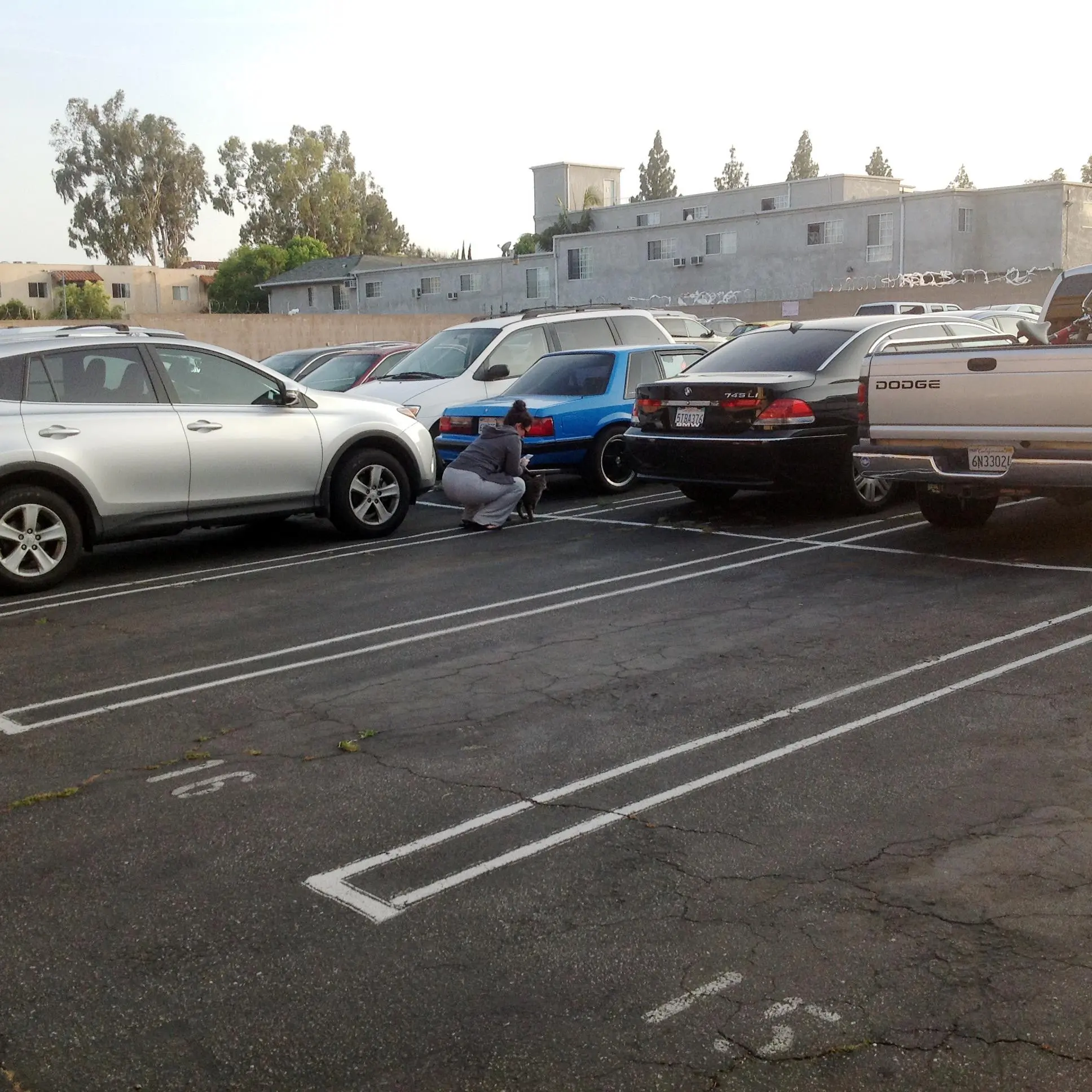 wife cat car.webp