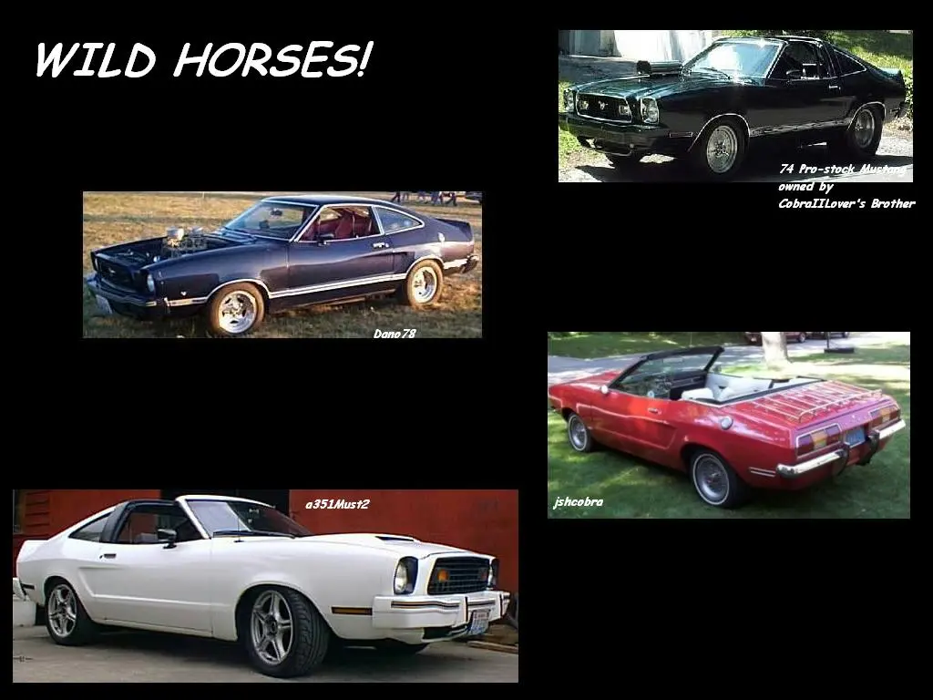 wildhorses.webp