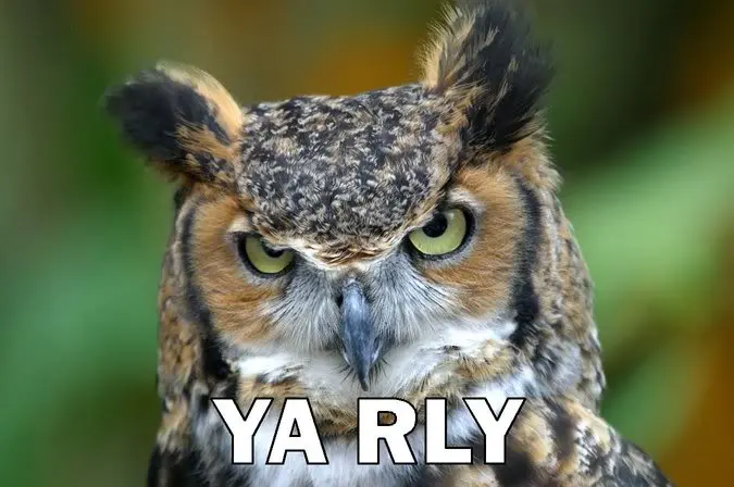 yarly.webp
