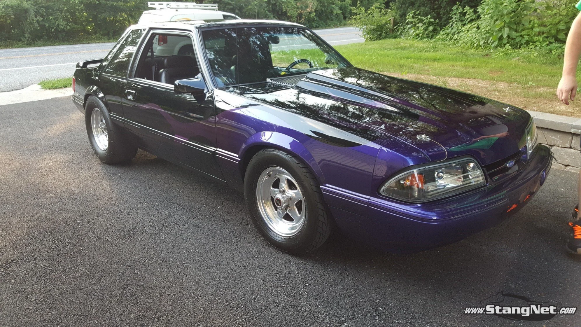 Mustang 1.jpg